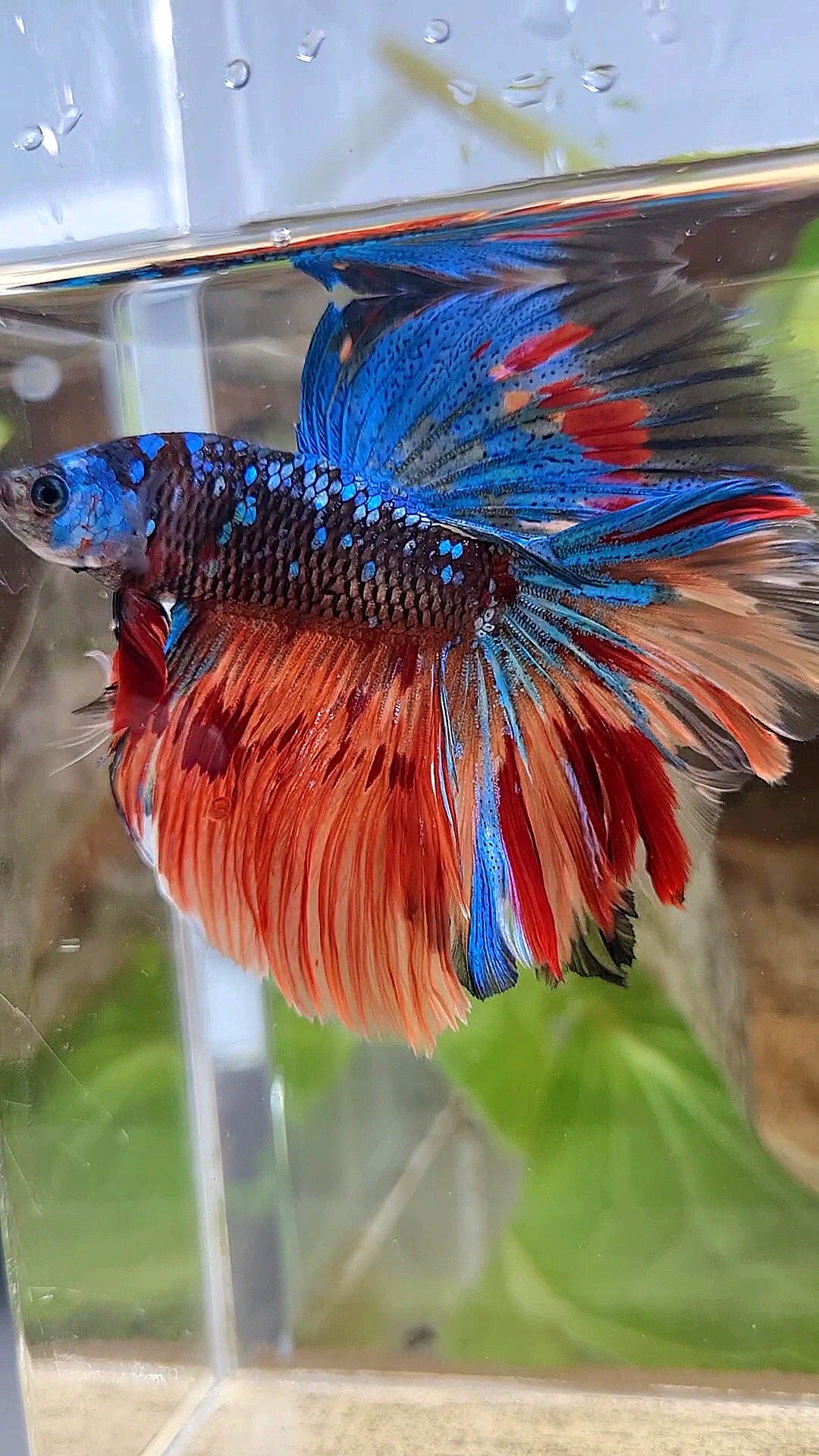 HALFMOON ROSETAIL BLACK GALAXY AVATAR BLUE FIRE VARIATION BETTA FISH