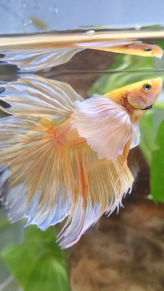 HALFMOON SUPER DUMBO EAR ROSETAIL YELLOW BUTTERFLY BETTA FISH