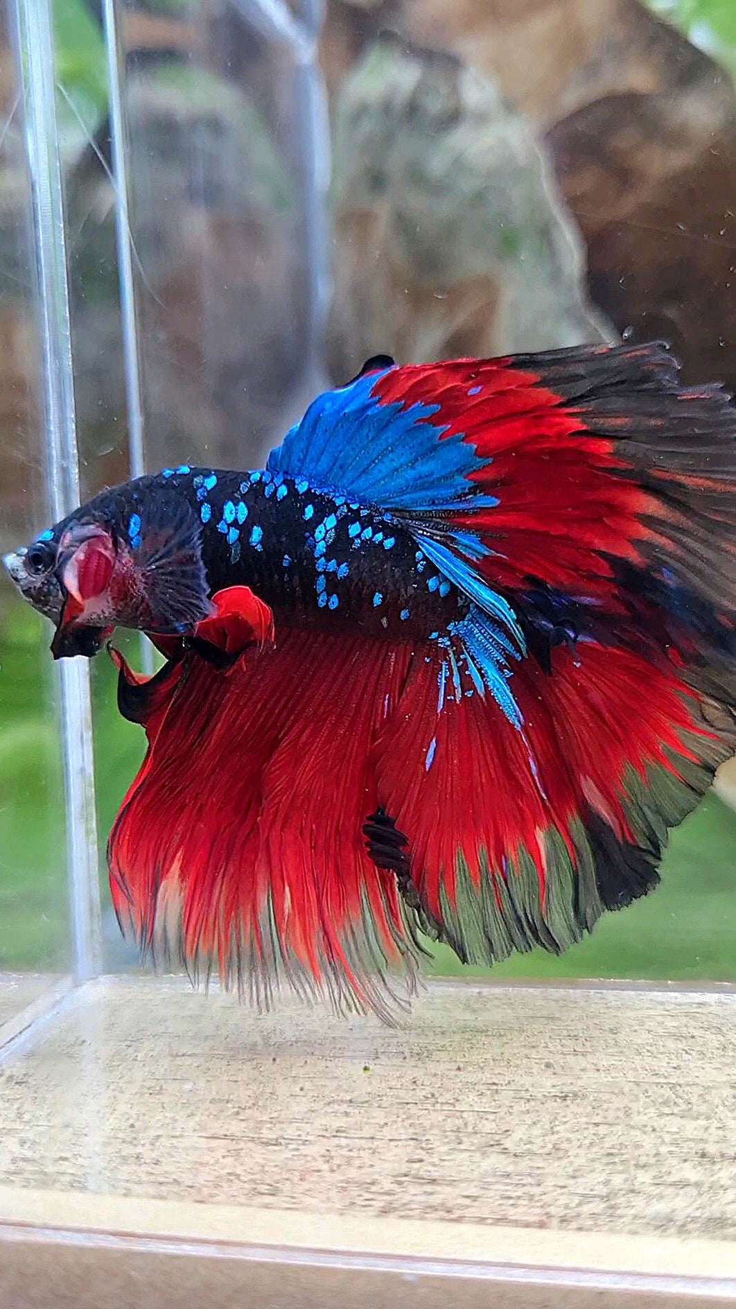 HALFMOON ROSETAIL BLACK GALAXY BLUE AVATAR VAMPIRE BETTA FISH