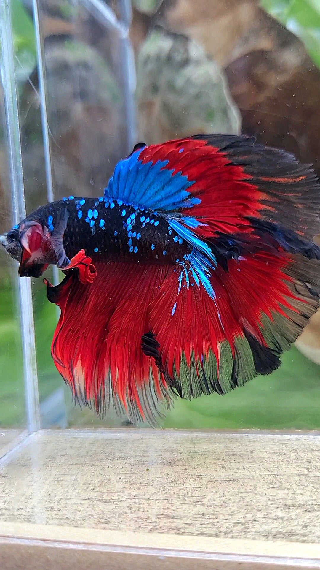 HALFMOON ROSETAIL BLACK GALAXY BLUE AVATAR VAMPIRE BETTA FISH