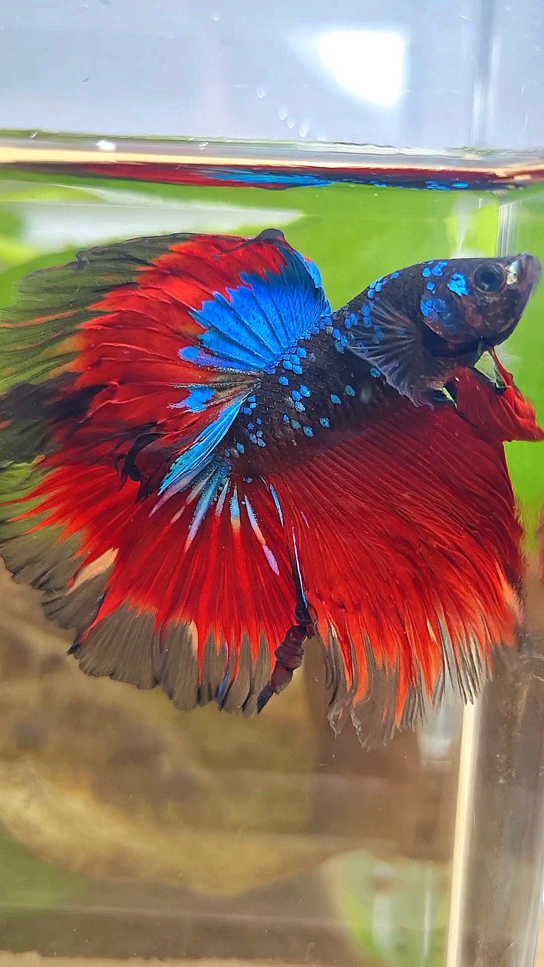 HALFMOON ROSETAIL BLACK GALAXY BLUE AVATAR VAMPIRE BETTA FISH