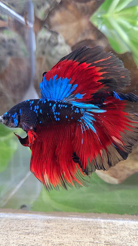 HALFMOON ROSETAIL BLACK GALAXY BLUE AVATAR VAMPIRE BETTA FISH