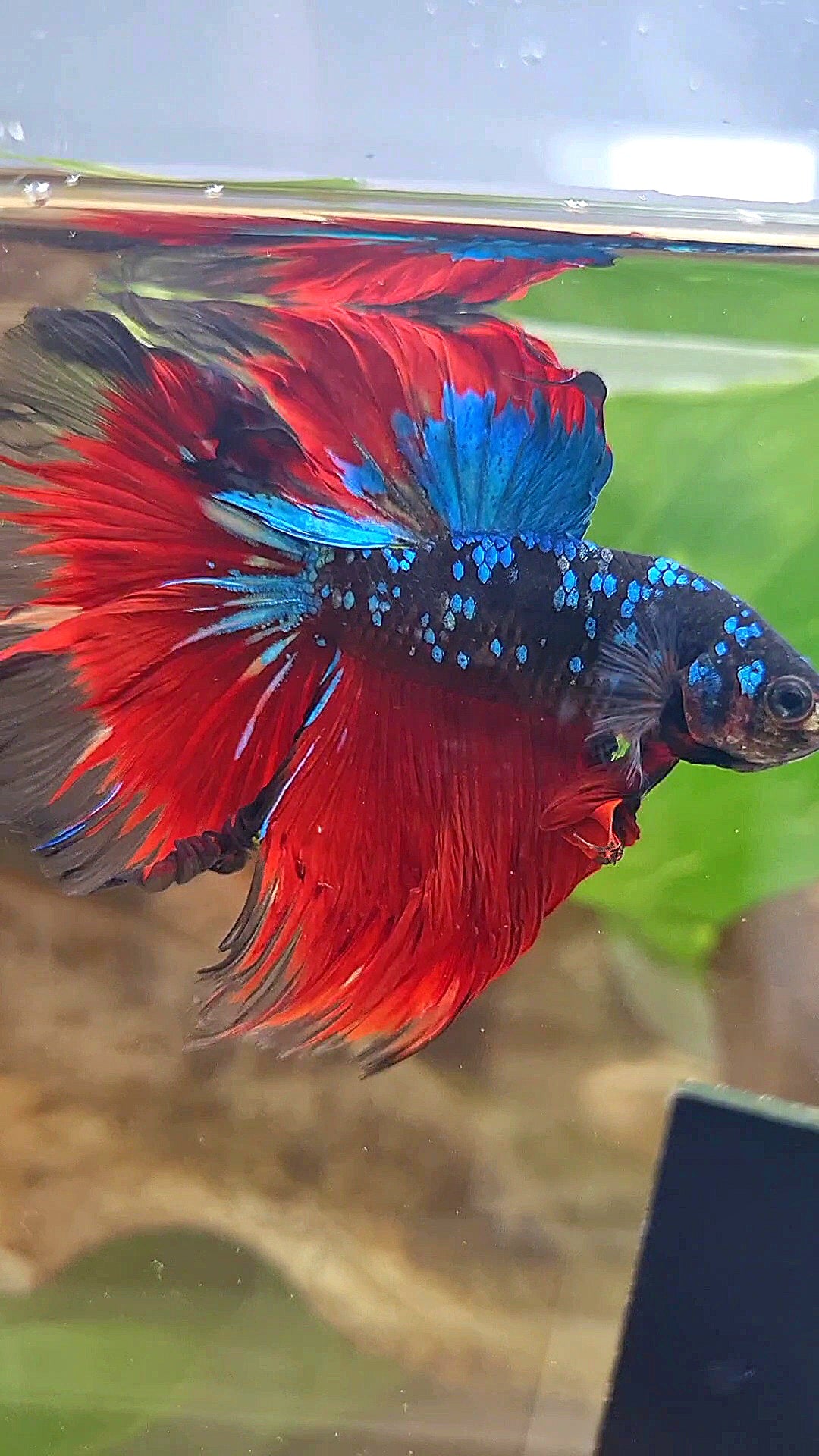 HALFMOON ROSETAIL BLACK GALAXY BLUE AVATAR VAMPIRE BETTA FISH