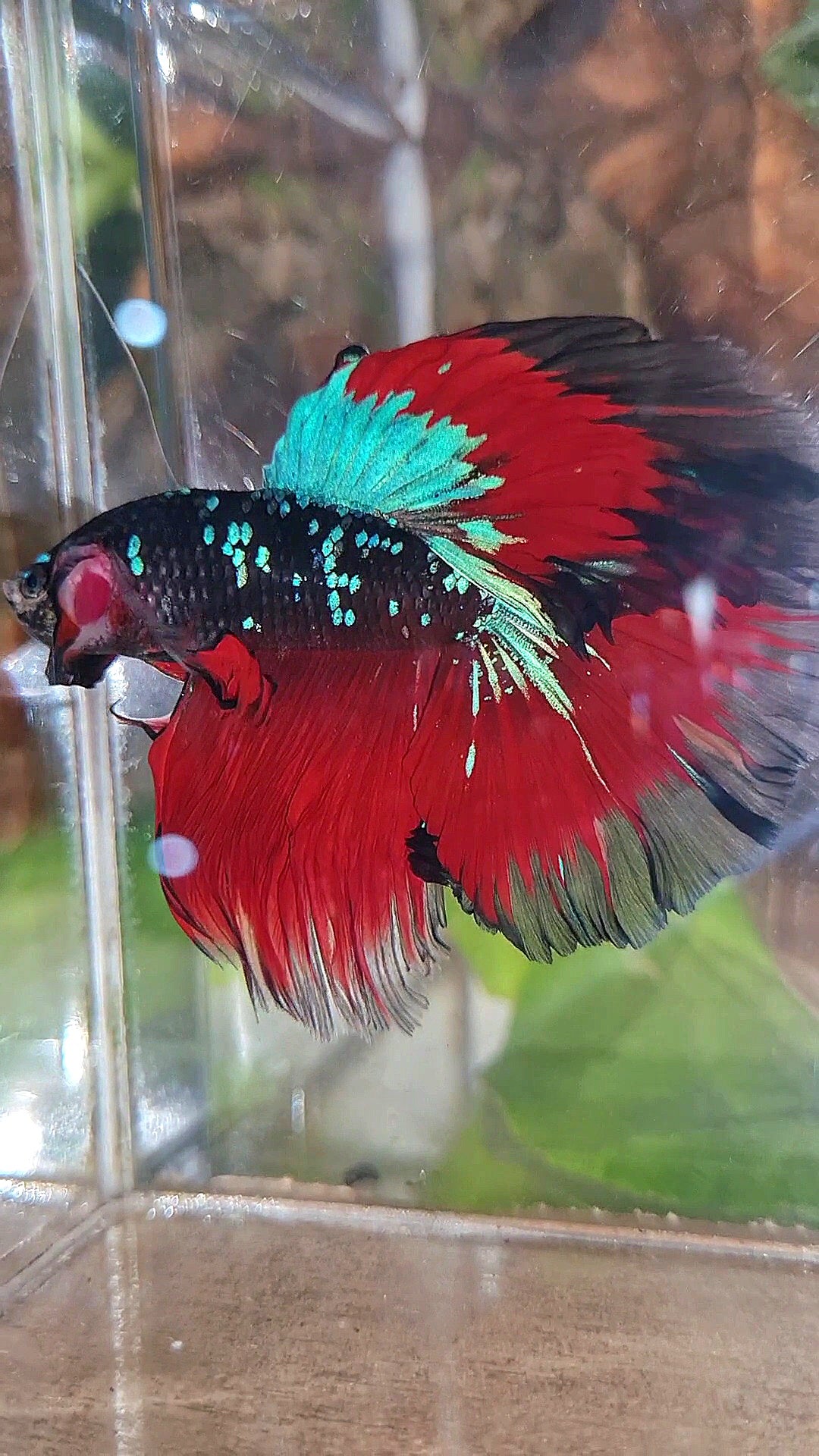 HALFMOON ROSETAIL BLACK GALAXY BLUE AVATAR VAMPIRE BETTA FISH