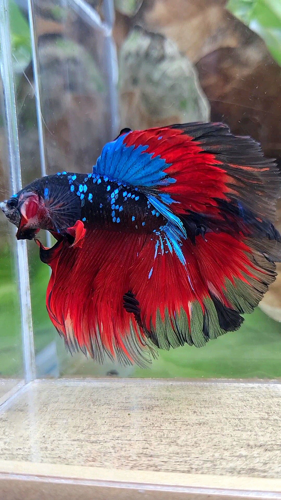 HALFMOON ROSETAIL BLACK GALAXY BLUE AVATAR VAMPIRE BETTA FISH