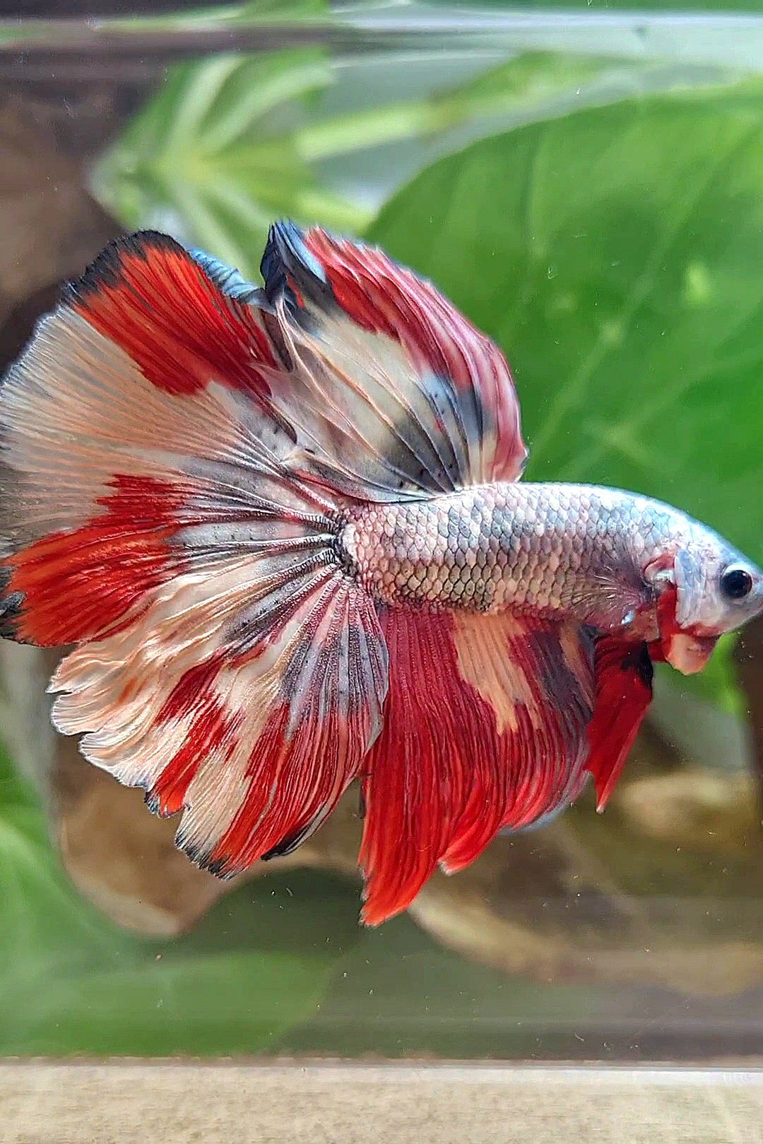 HALFMOON COPPER RED ORANGE PATTERN FANCY MULTICOLOR BETTA FISH