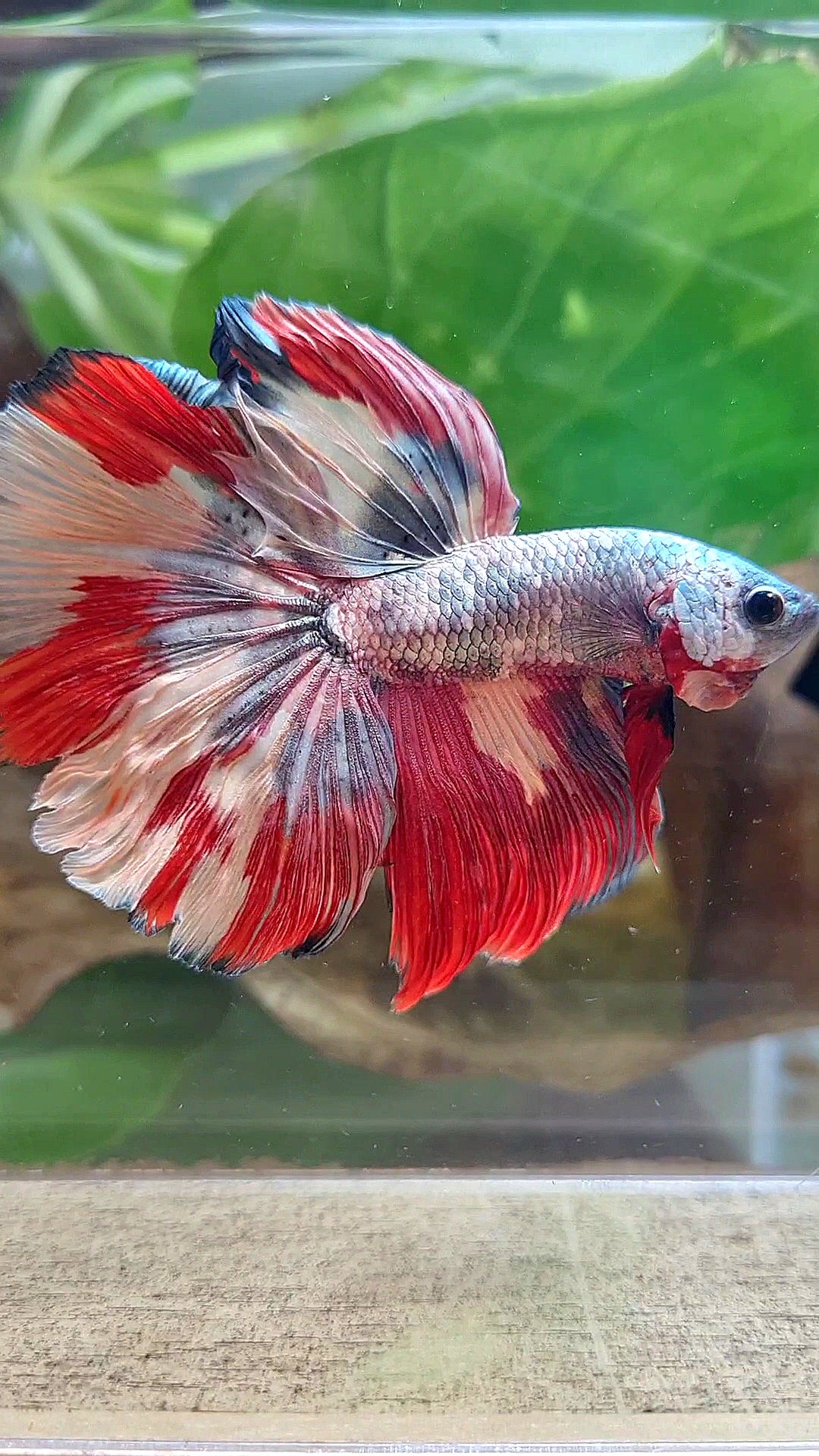 HALFMOON COPPER RED ORANGE PATTERN FANCY MULTICOLOR BETTA FISH