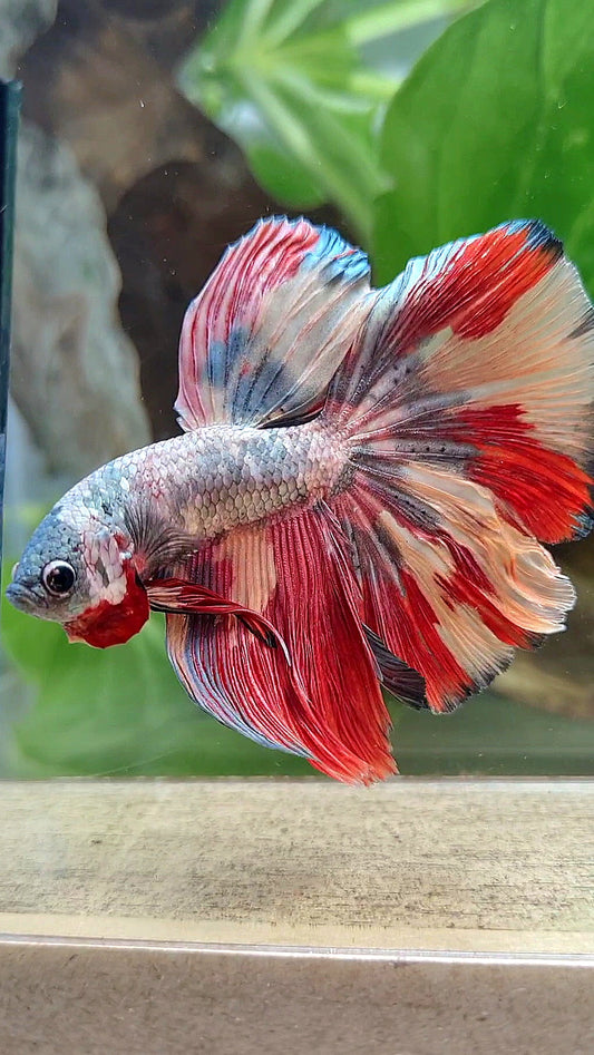 HALFMOON COPPER RED ORANGE PATTERN FANCY MULTICOLOR BETTA FISH