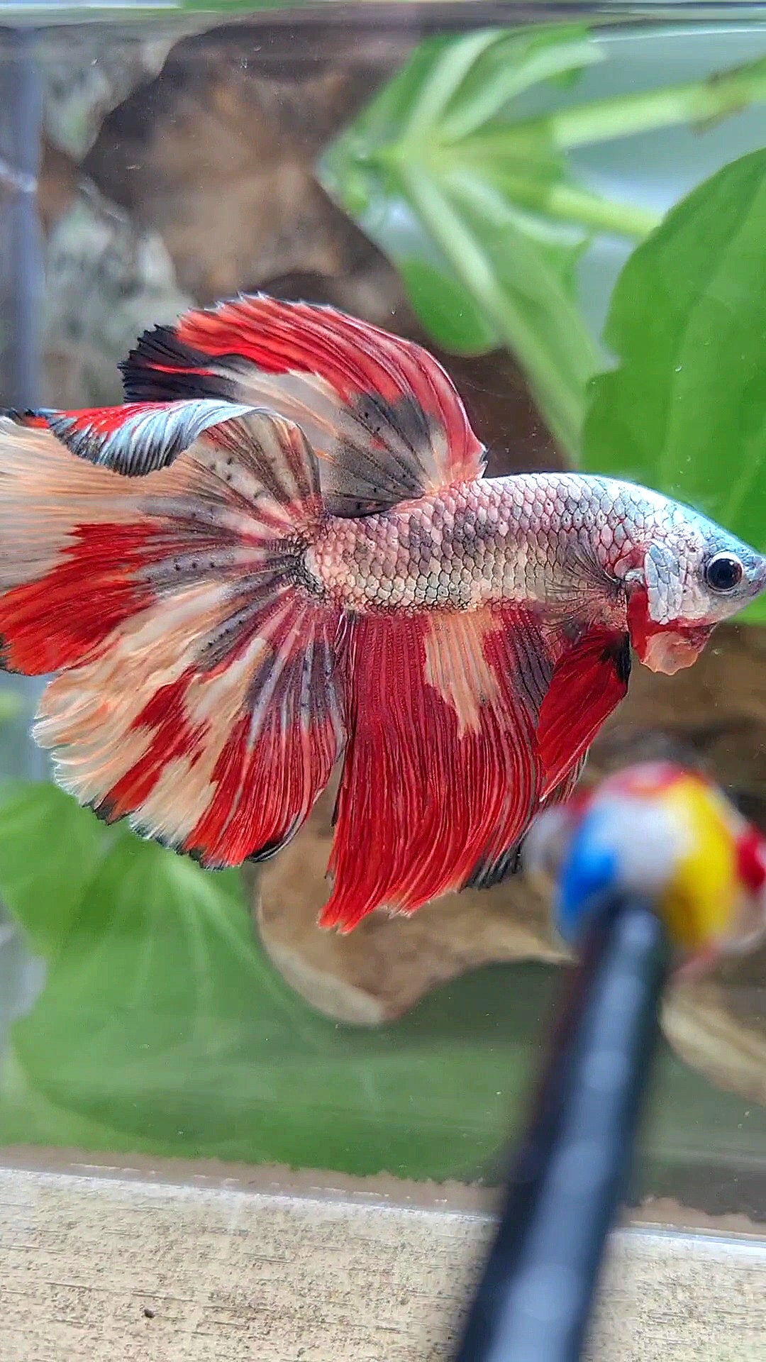 HALFMOON COPPER RED ORANGE PATTERN FANCY MULTICOLOR BETTA FISH