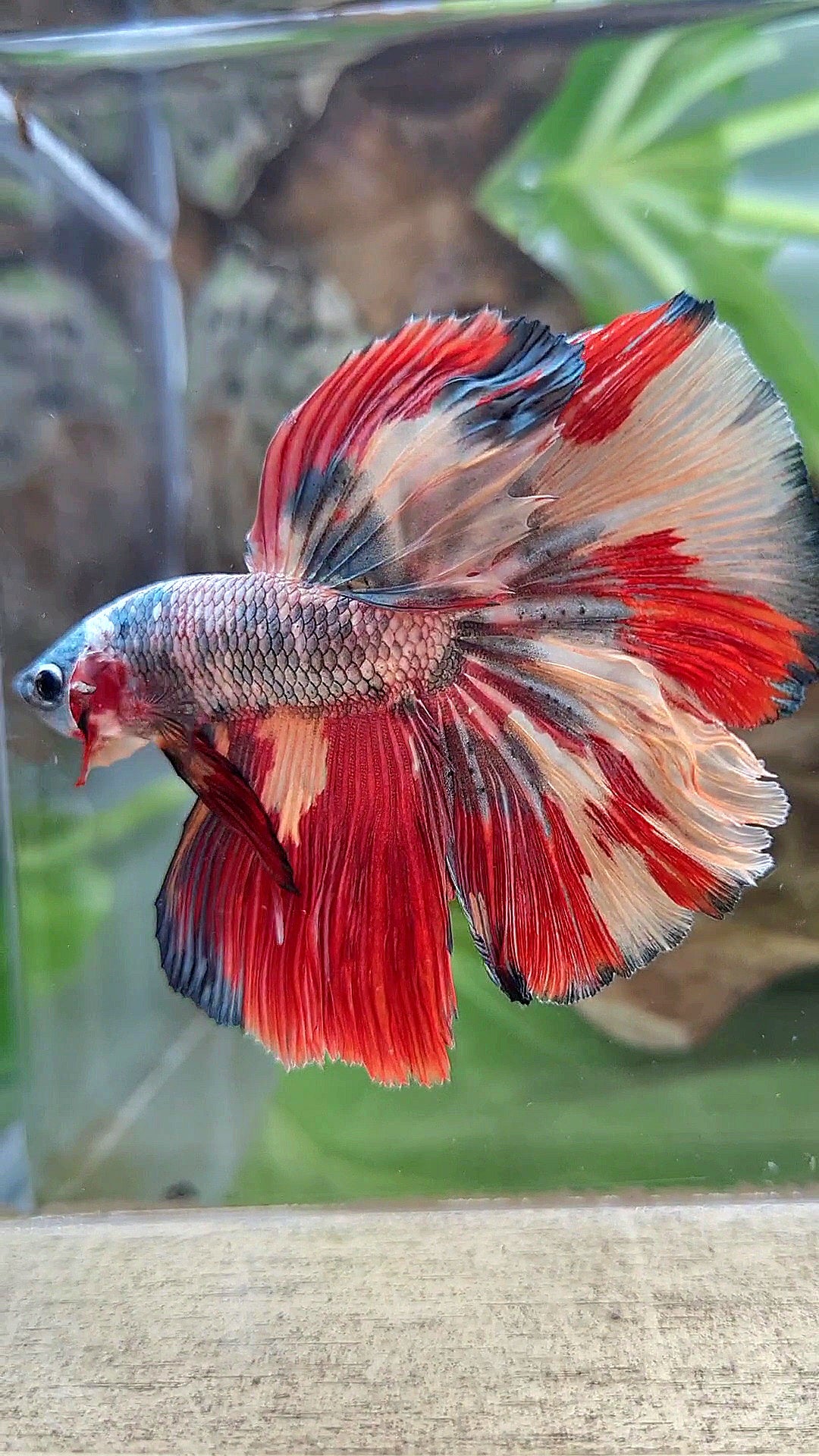 HALFMOON COPPER RED ORANGE PATTERN FANCY MULTICOLOR BETTA FISH