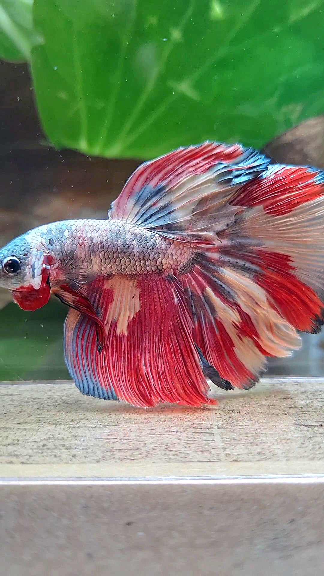 HALFMOON COPPER RED ORANGE PATTERN FANCY MULTICOLOR BETTA FISH