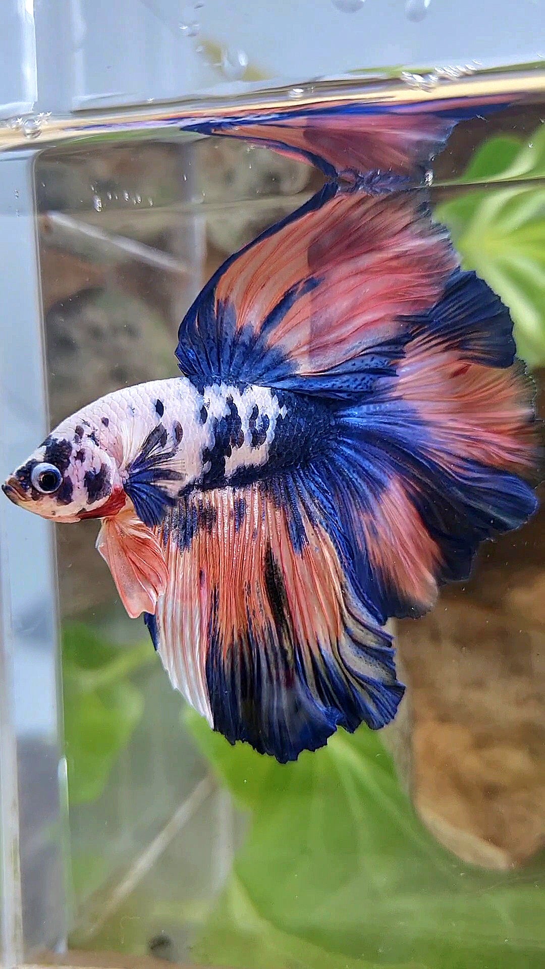 LUXURY HALFMOON ROSETAIL PINK FLAMINGGO BLUE DOTS MARBLE BETTA FISH