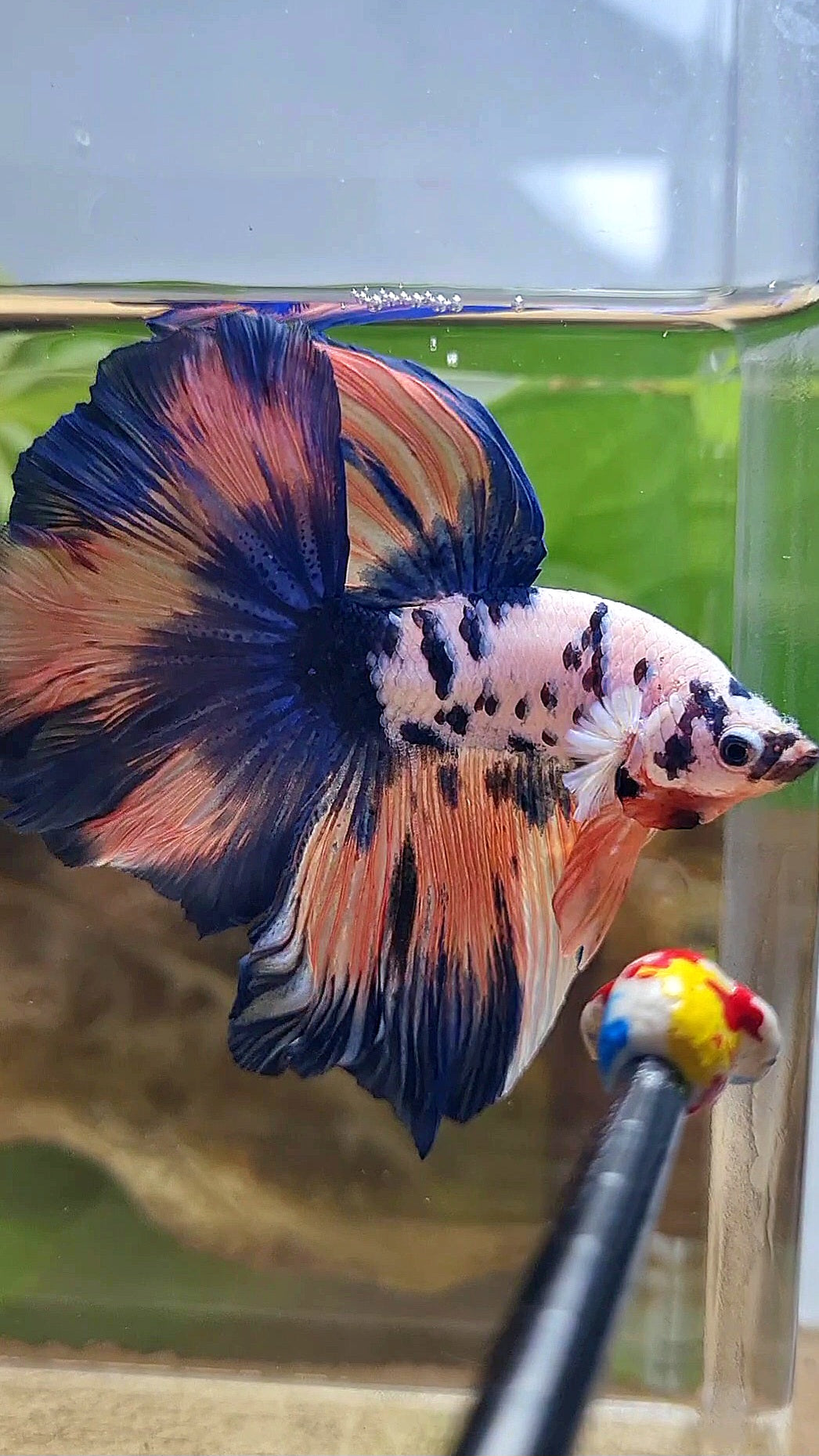 LUXURY HALFMOON ROSETAIL PINK FLAMINGGO BLUE DOTS MARBLE BETTA FISH