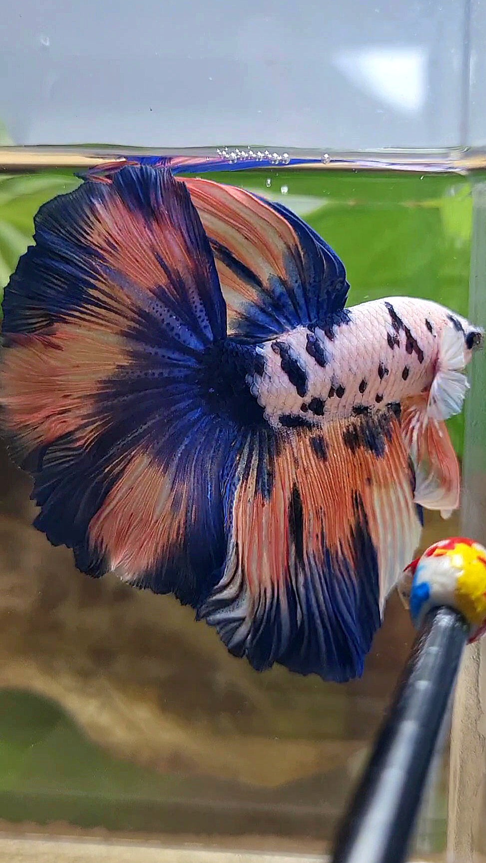 LUXURY HALFMOON ROSETAIL PINK FLAMINGGO BLUE DOTS MARBLE BETTA FISH