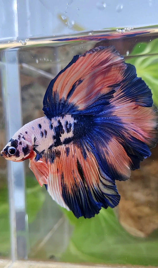 LUXURY HALFMOON ROSETAIL PINK FLAMINGGO BLUE DOTS MARBLE BETTA FISH