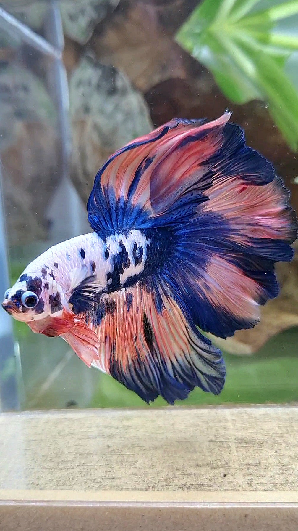 LUXURY HALFMOON ROSETAIL PINK FLAMINGGO BLUE DOTS MARBLE BETTA FISH
