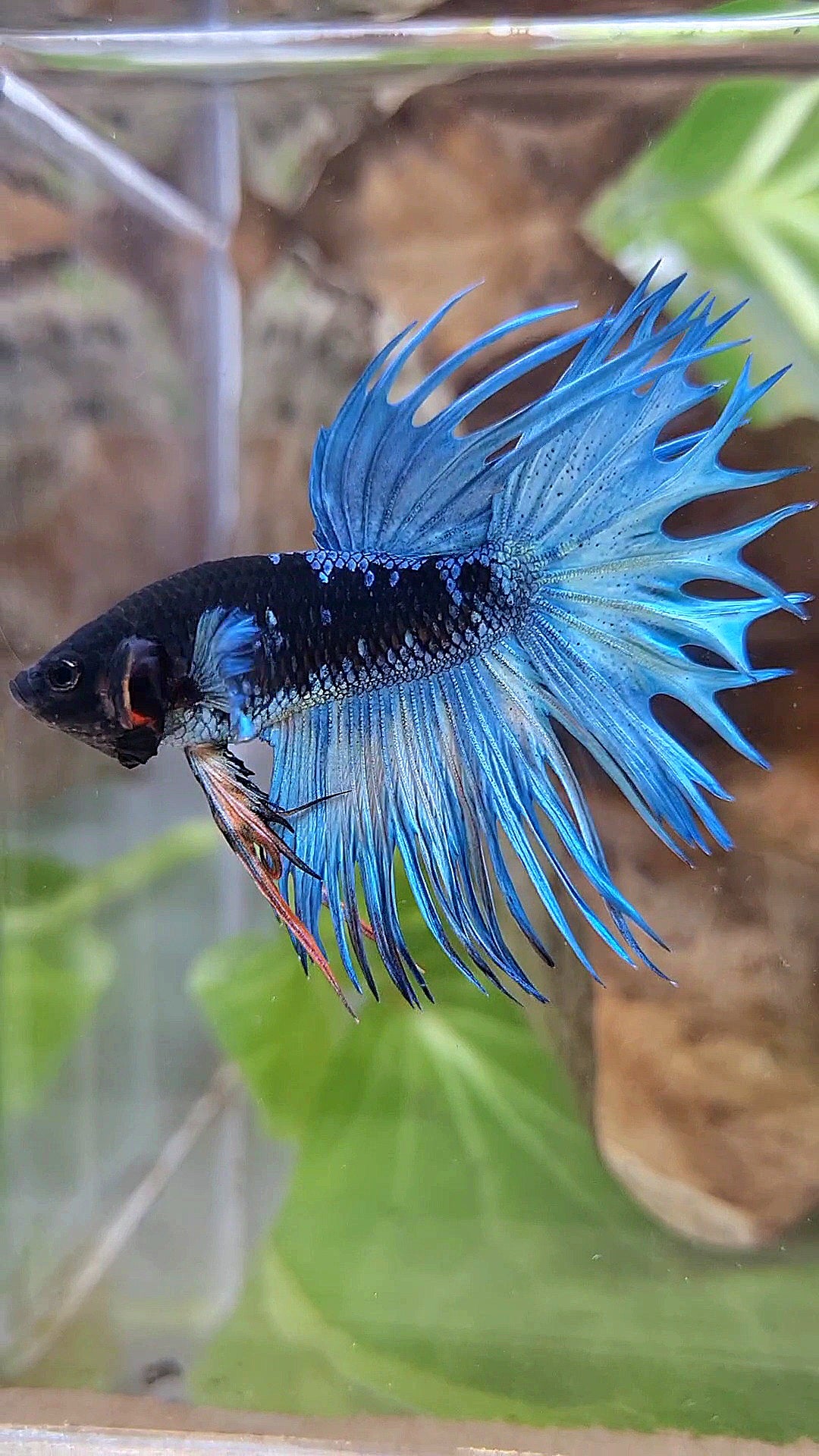 KING CROWNTAIL BLACK GALAXY AVATAR BLUE BETTA FISH