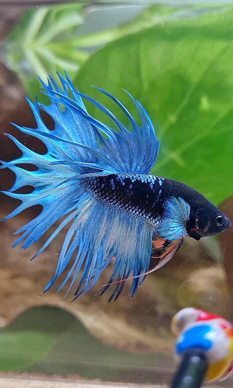 KING CROWNTAIL BLACK GALAXY AVATAR BLUE BETTA FISH