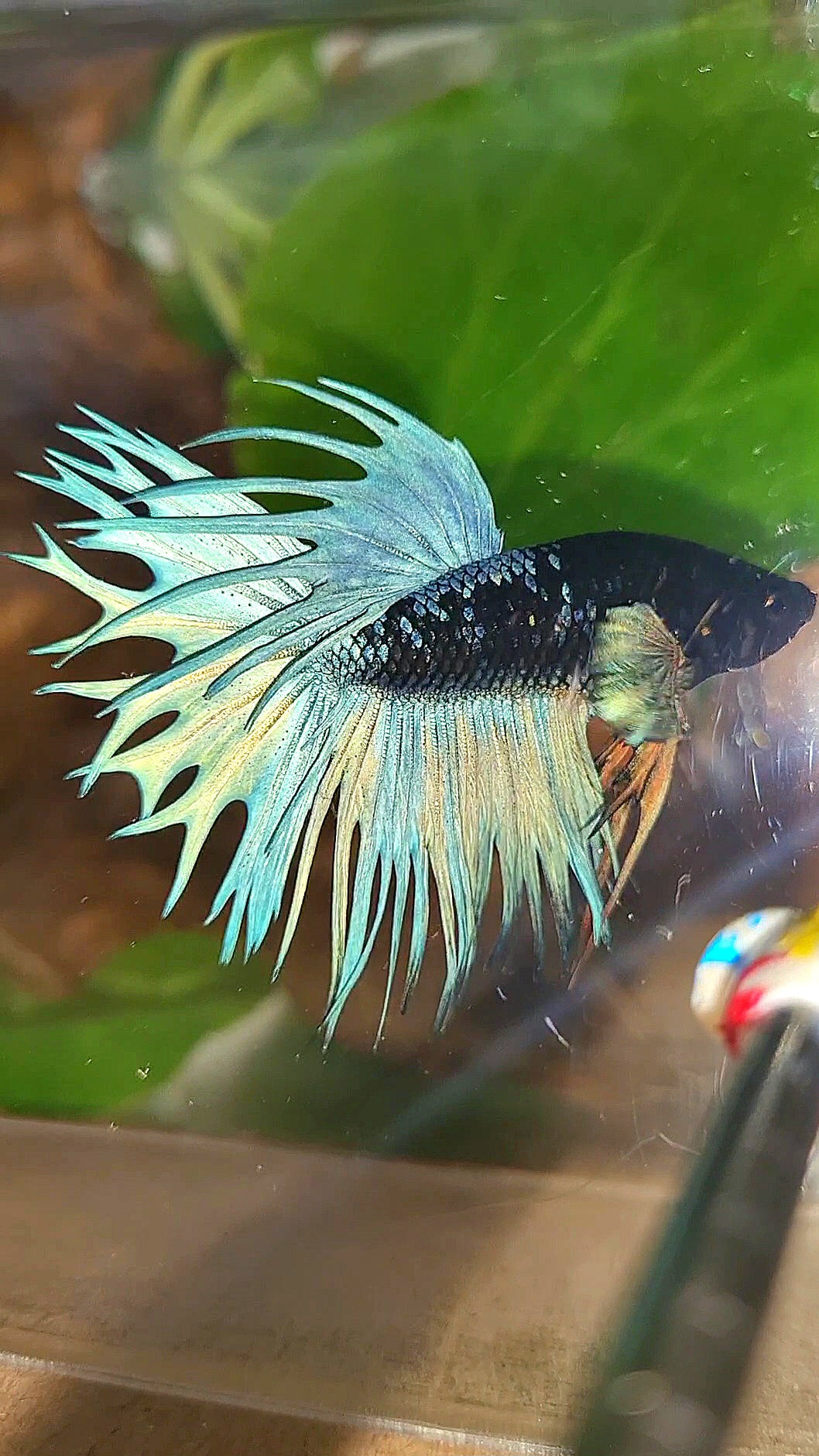 KING CROWNTAIL BLACK GALAXY AVATAR BLUE BETTA FISH