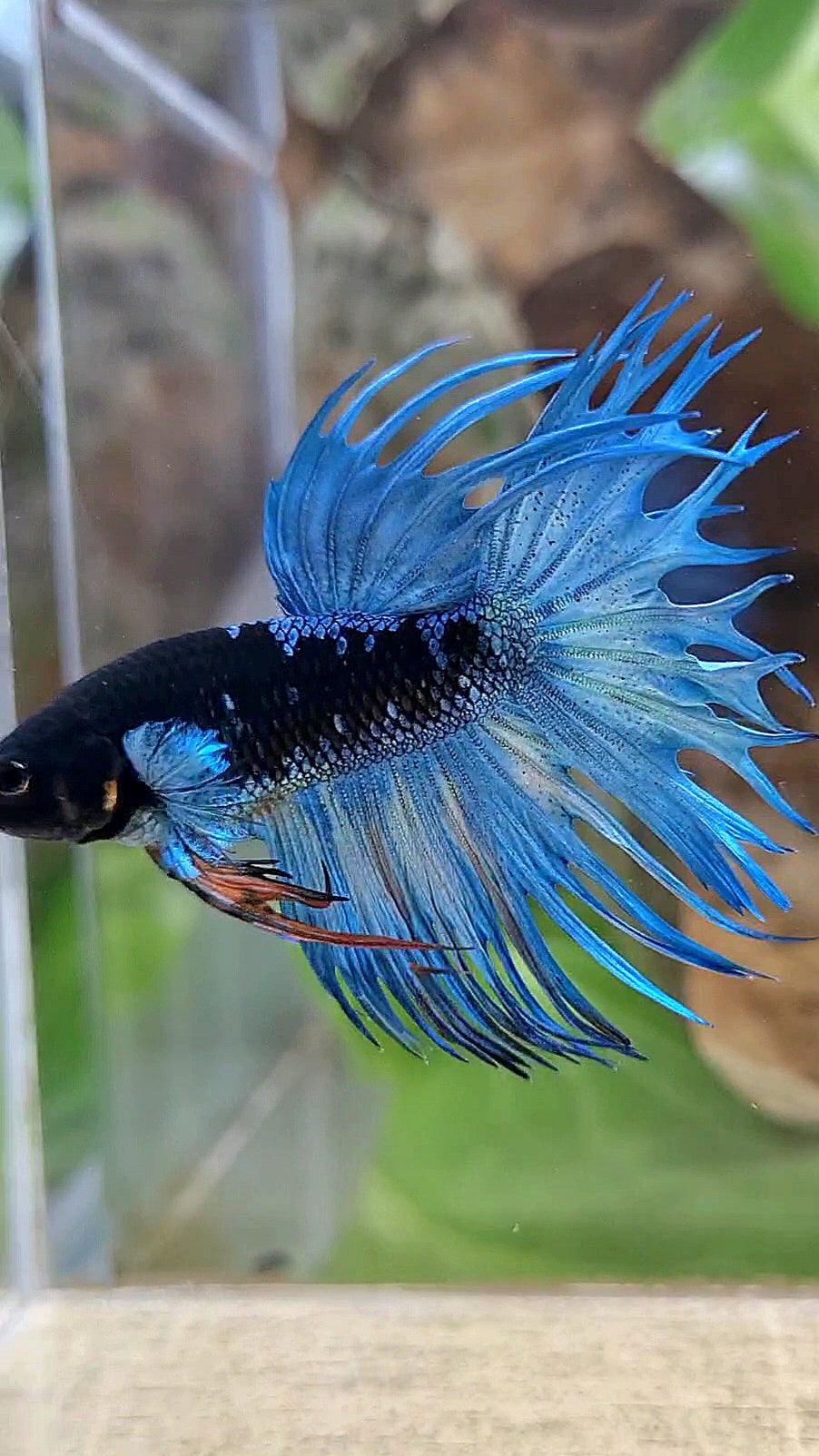 KING CROWNTAIL BLACK GALAXY AVATAR BLUE BETTA FISH
