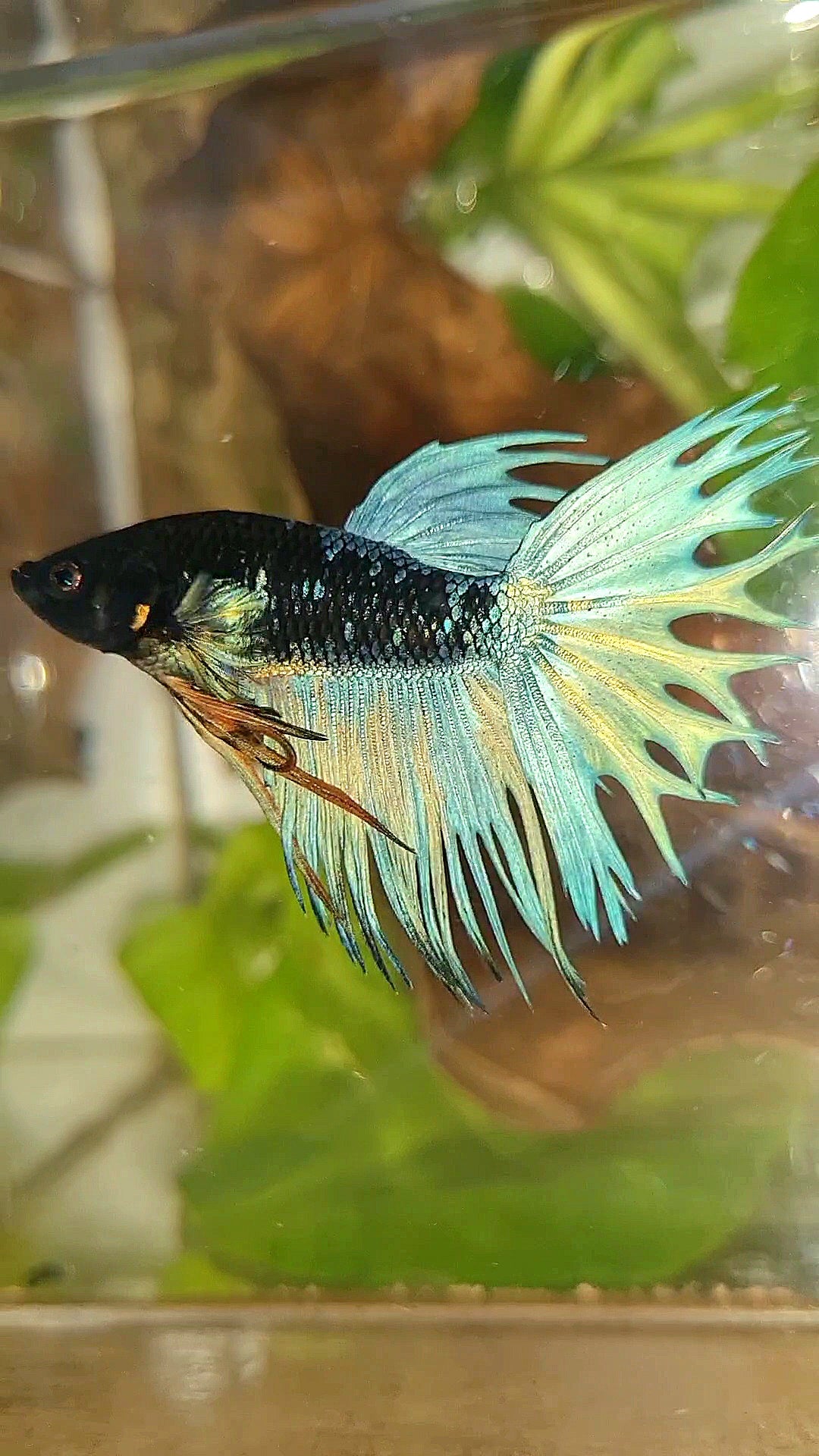 KING CROWNTAIL BLACK GALAXY AVATAR BLUE BETTA FISH