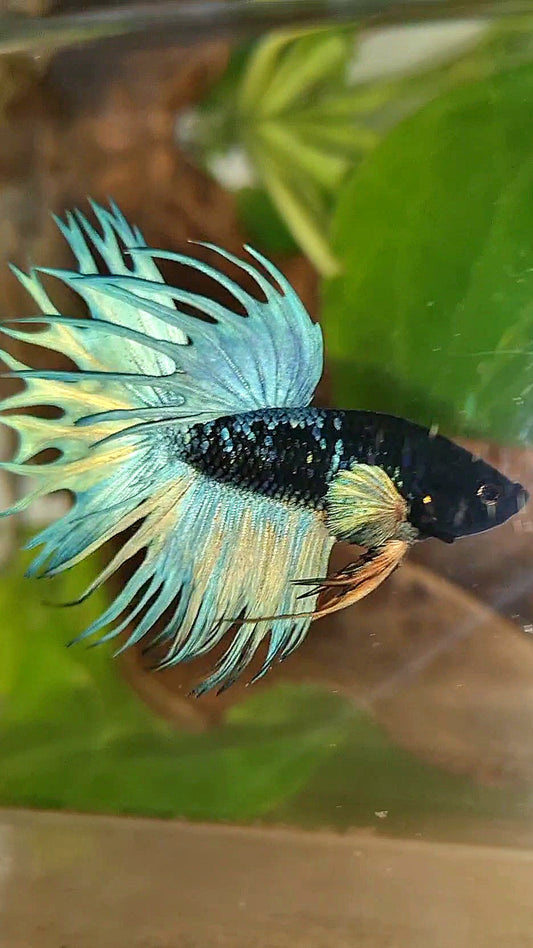 KING CROWNTAIL BLACK GALAXY AVATAR BLUE BETTA FISH
