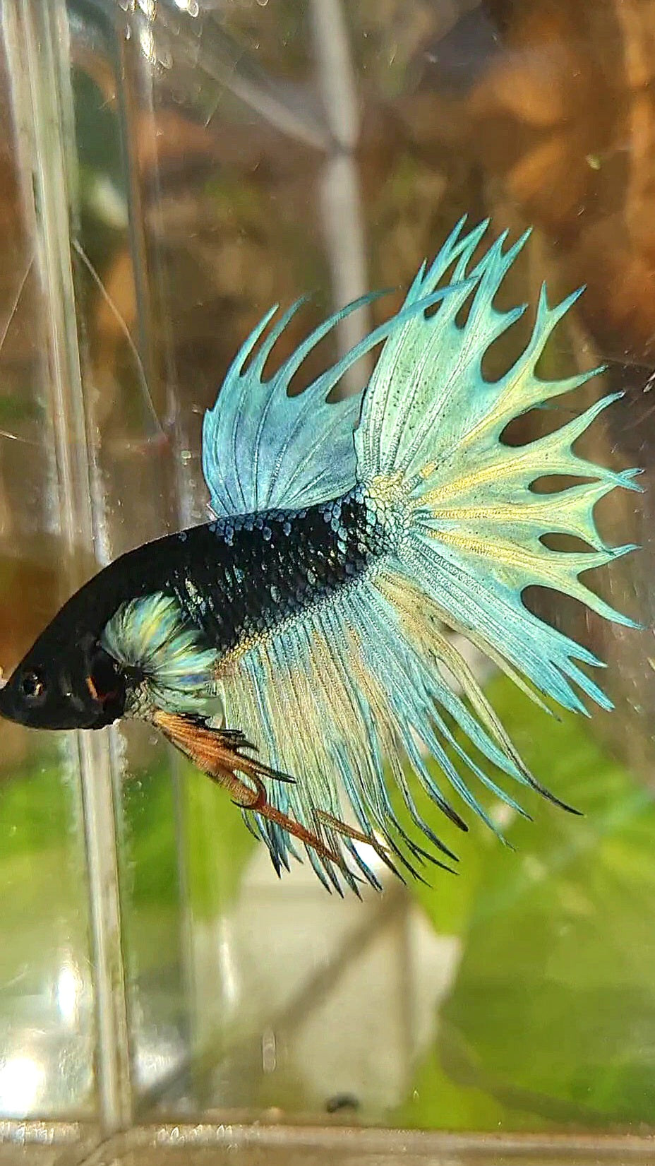KING CROWNTAIL BLACK GALAXY AVATAR BLUE BETTA FISH