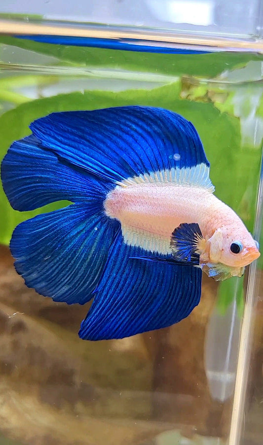 LUXURY HALFMOON DOUBLE TAIL BLUE RIM BICOLOR BETTA FISH