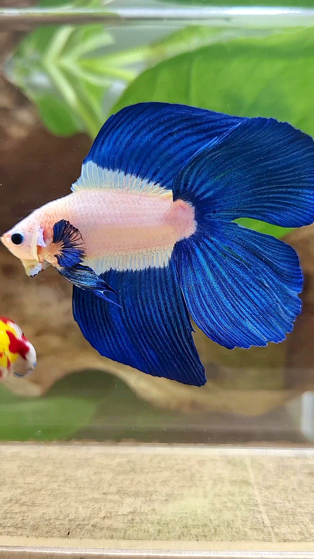 LUXURY HALFMOON DOUBLE TAIL BLUE RIM BICOLOR BETTA FISH