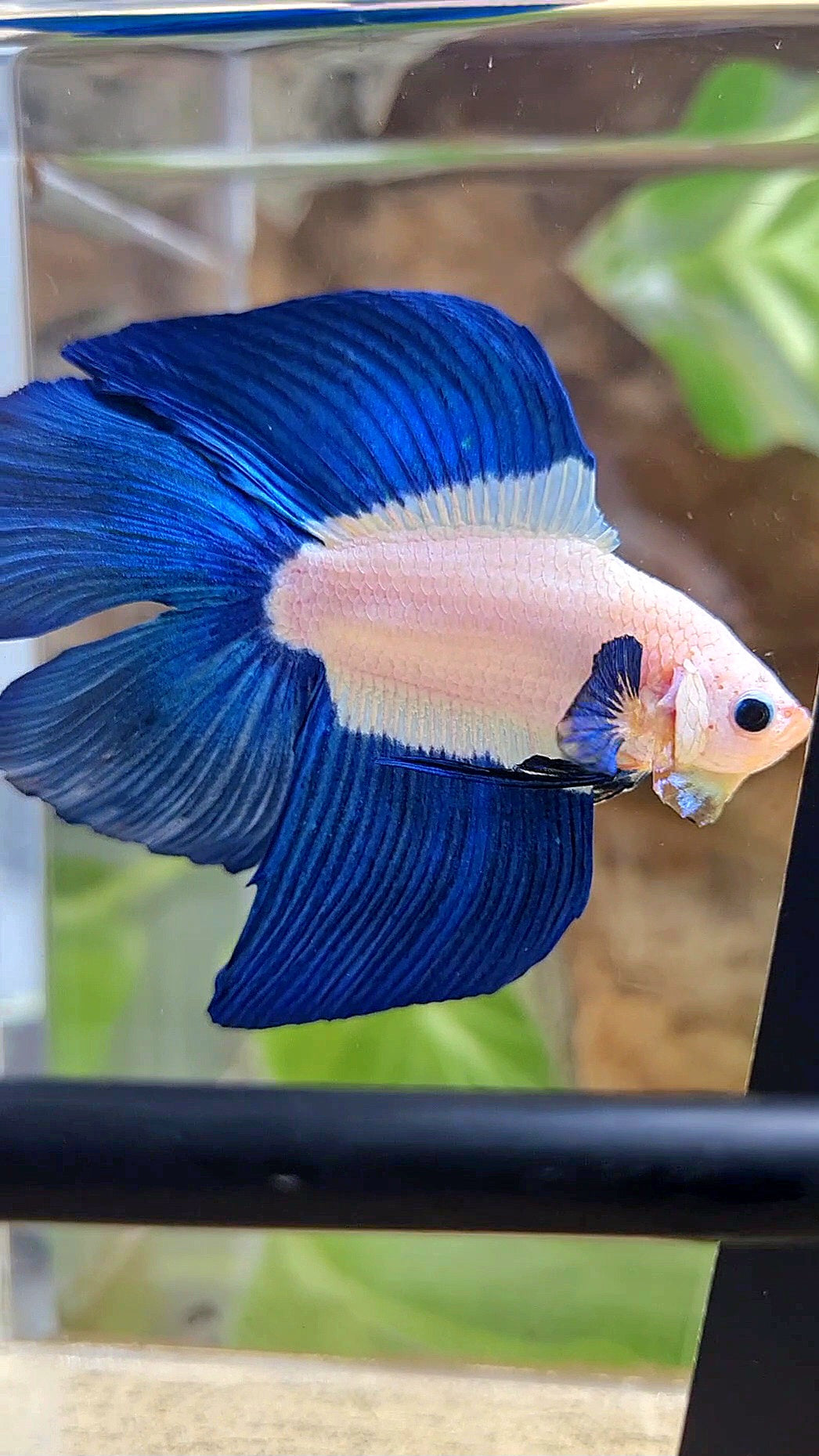 LUXURY HALFMOON DOUBLE TAIL BLUE RIM BICOLOR BETTA FISH