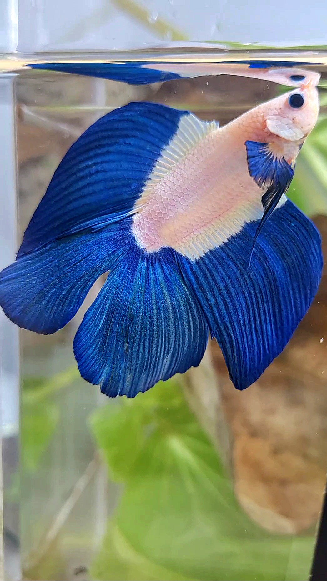 LUXURY HALFMOON DOUBLE TAIL BLUE RIM BICOLOR BETTA FISH