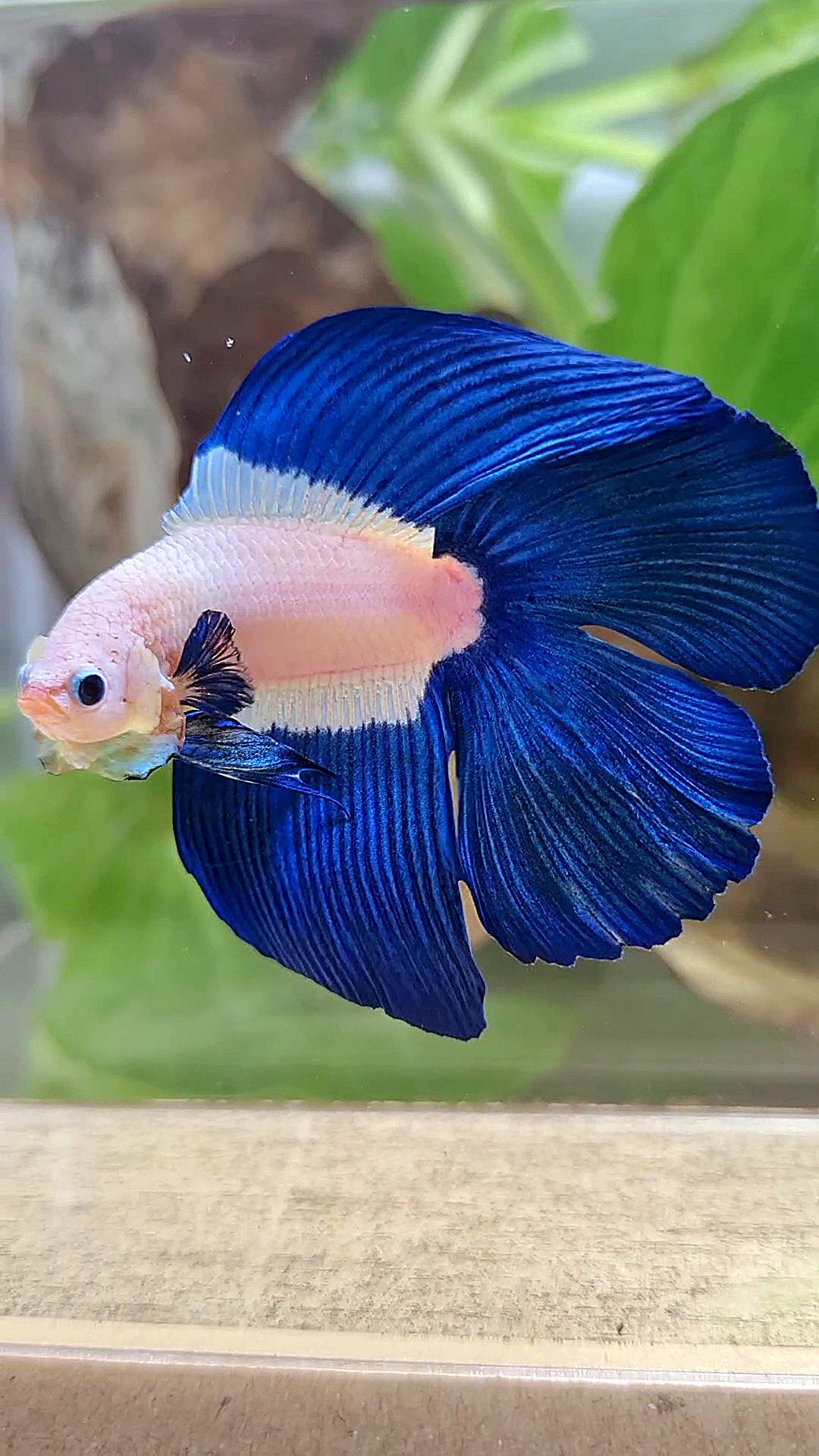 LUXURY HALFMOON DOUBLE TAIL BLUE RIM BICOLOR BETTA FISH