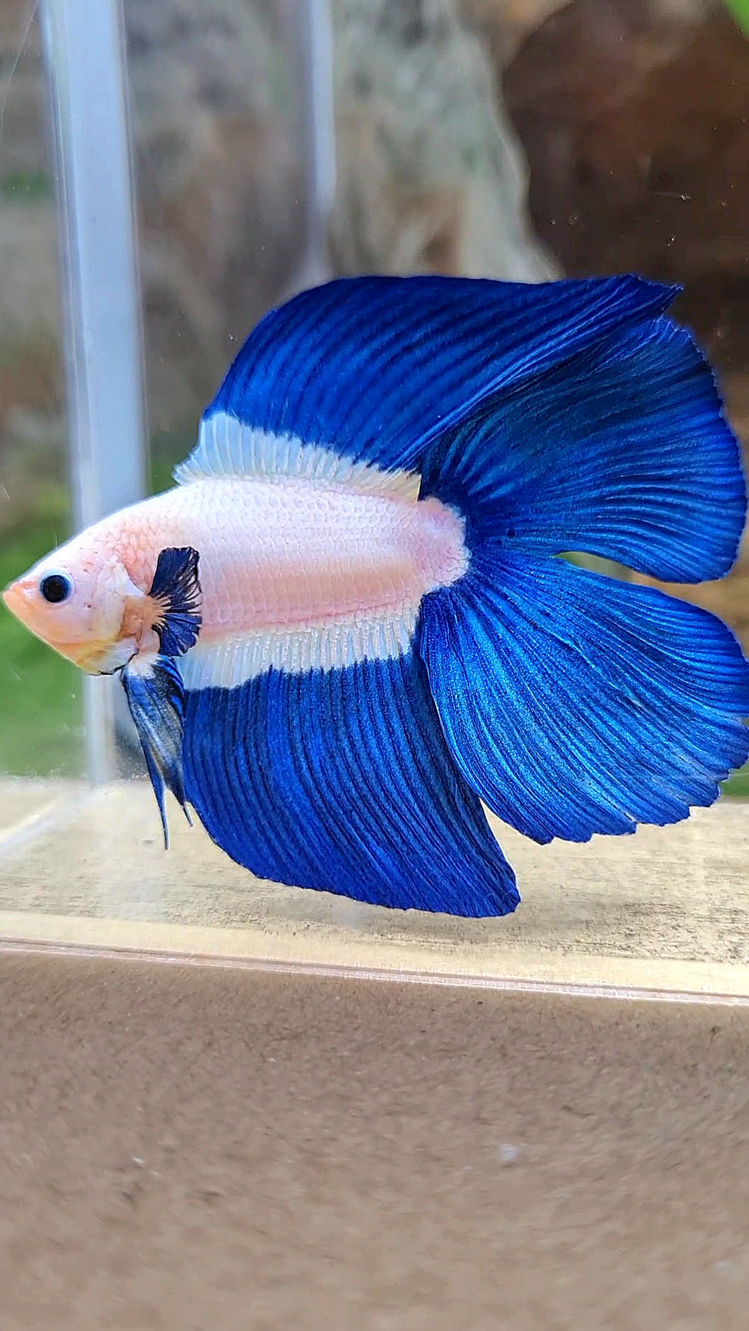LUXURY HALFMOON DOUBLE TAIL BLUE RIM BICOLOR BETTA FISH