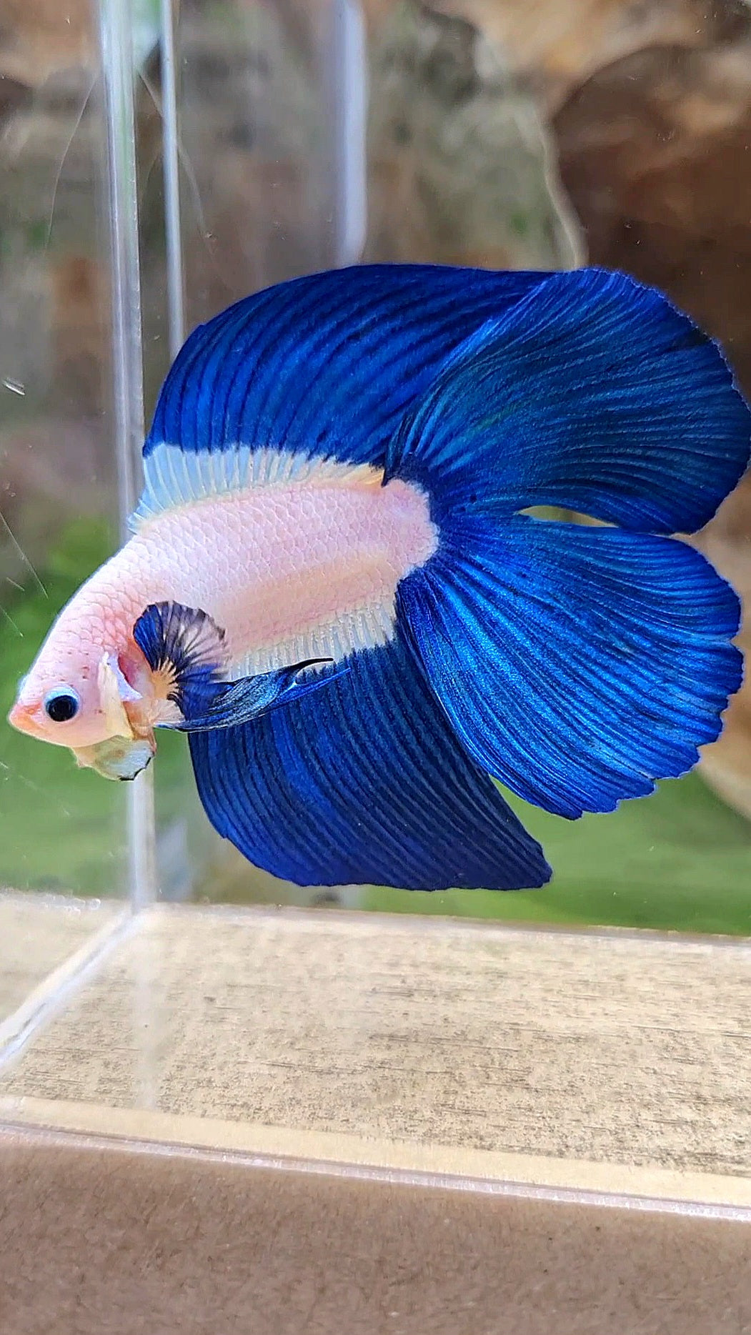 LUXURY HALFMOON DOUBLE TAIL BLUE RIM BICOLOR BETTA FISH