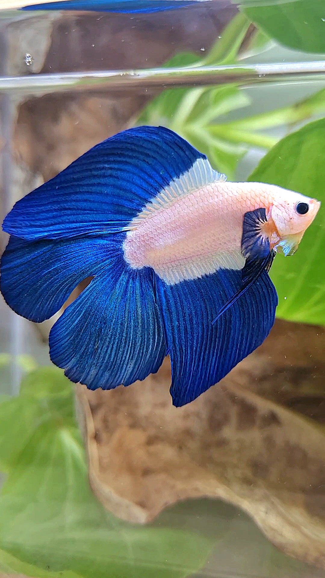 LUXURY HALFMOON DOUBLE TAIL BLUE RIM BICOLOR BETTA FISH