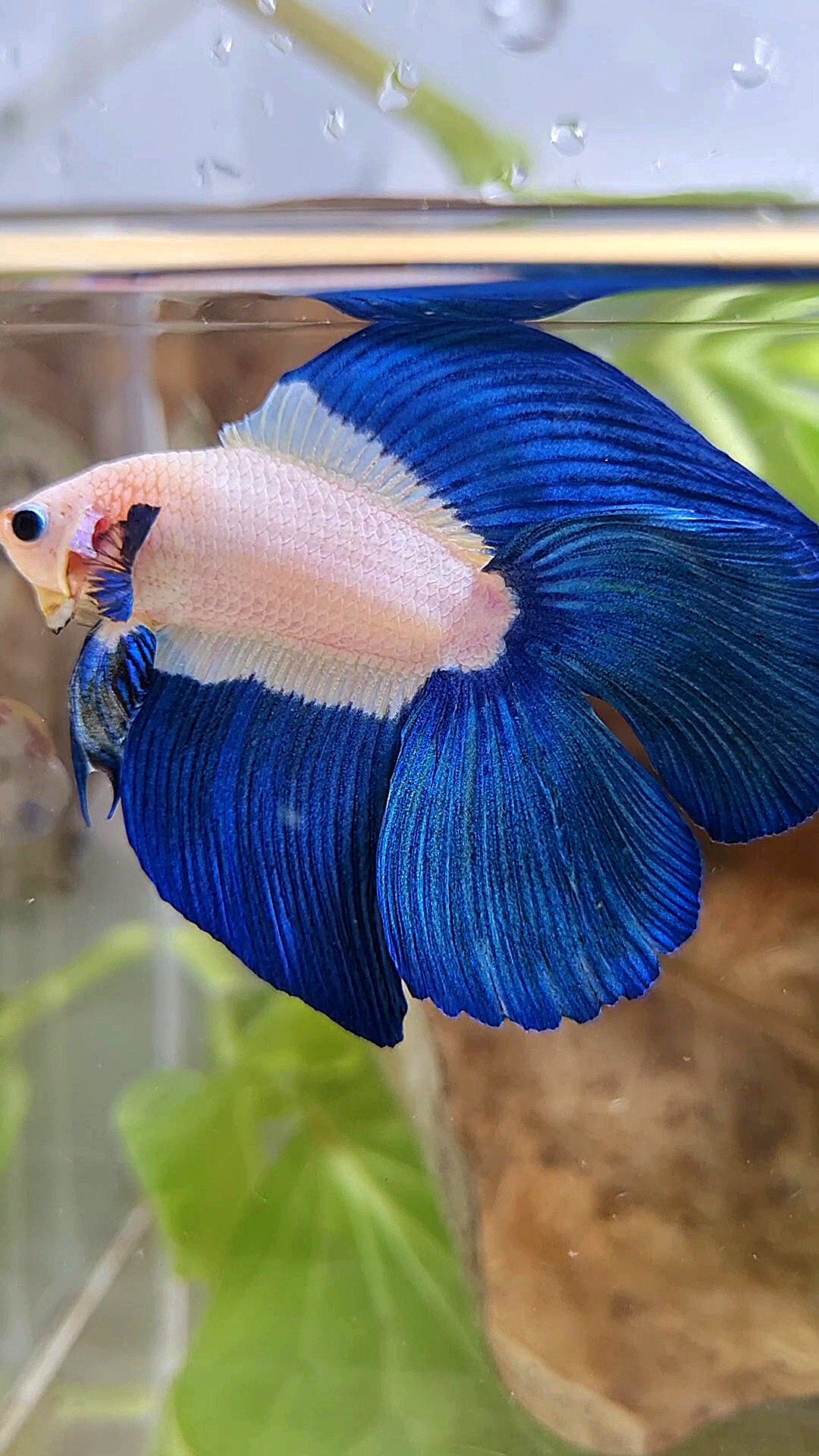 LUXURY HALFMOON DOUBLE TAIL BLUE RIM BICOLOR BETTA FISH