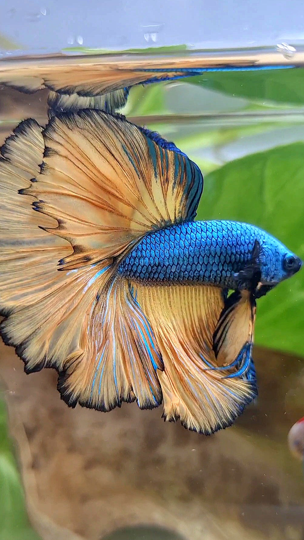 HALFMOON OVER ROSETAIL BLUE DRAGON YELLOW MUSTARD GAS BETTA FISH