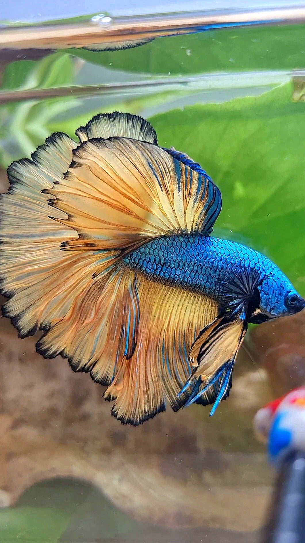 HALFMOON OVER ROSETAIL BLUE DRAGON YELLOW MUSTARD GAS BETTA FISH
