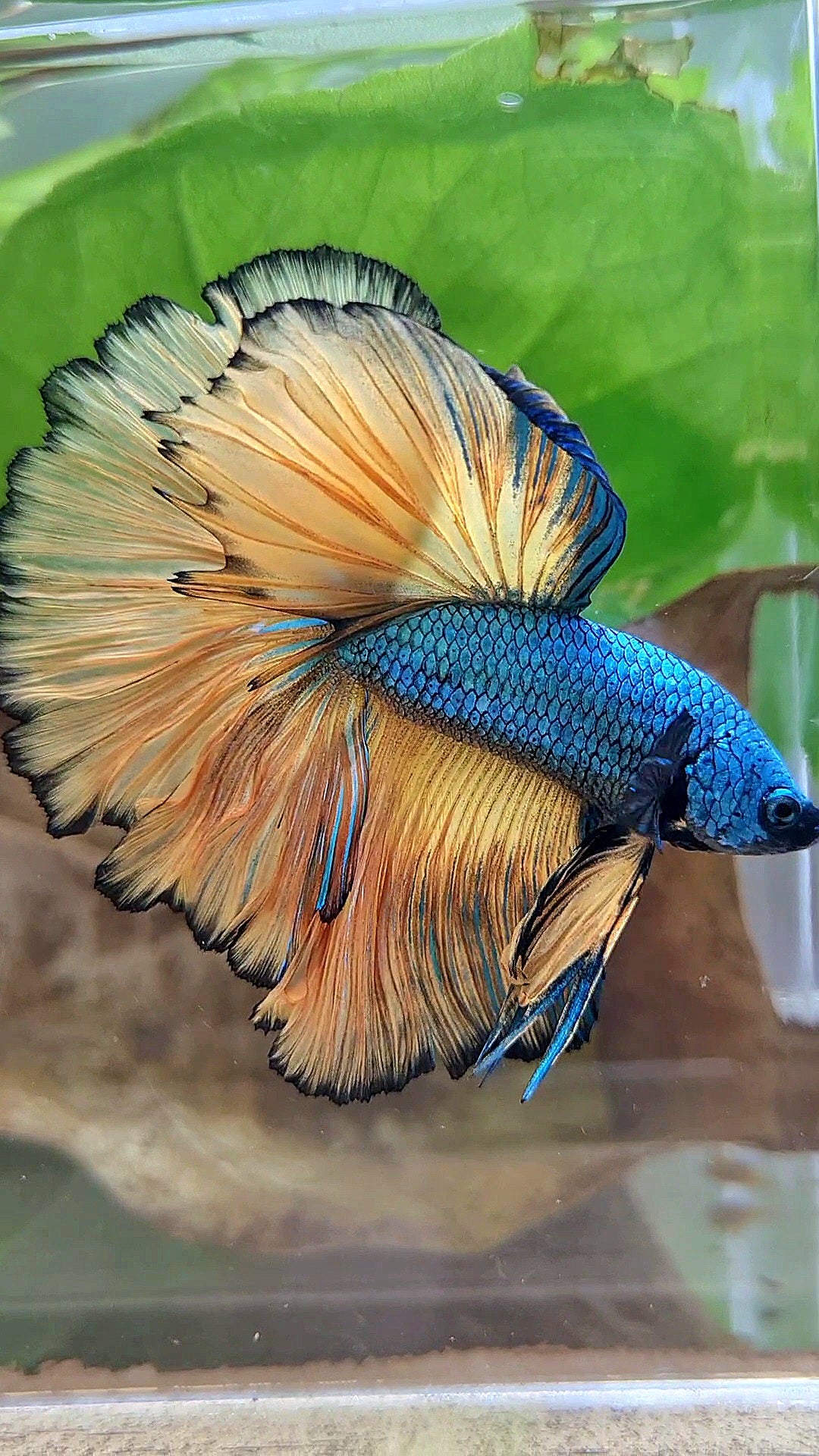 HALFMOON OVER ROSETAIL BLUE DRAGON YELLOW MUSTARD GAS BETTA FISH