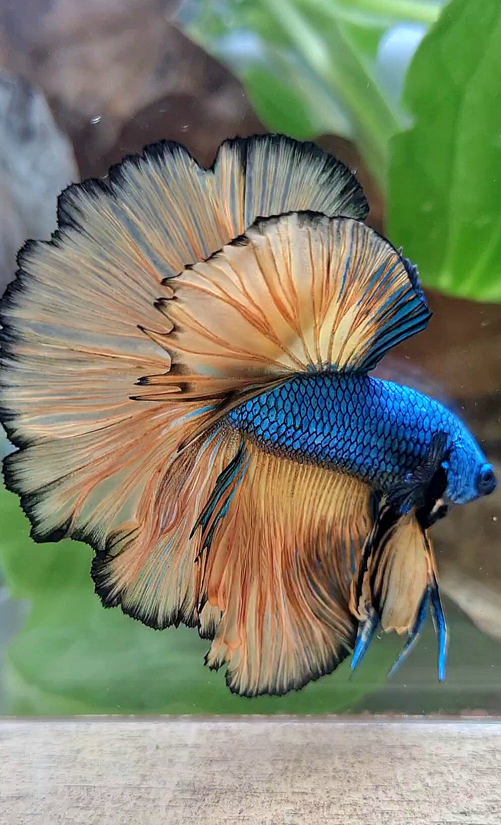 HALFMOON OVER ROSETAIL BLUE DRAGON YELLOW MUSTARD GAS BETTA FISH