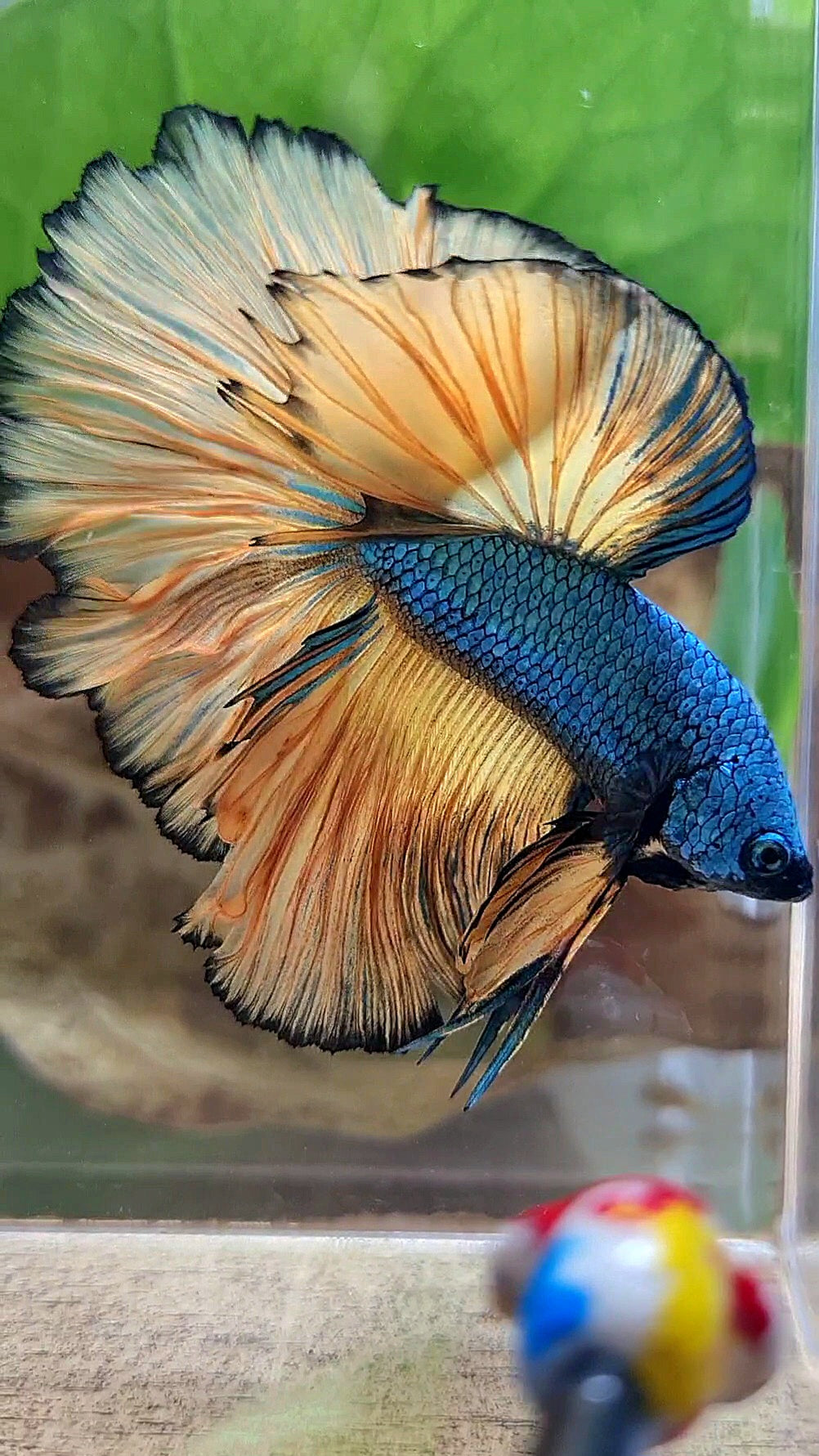 HALFMOON OVER ROSETAIL BLUE DRAGON YELLOW MUSTARD GAS BETTA FISH