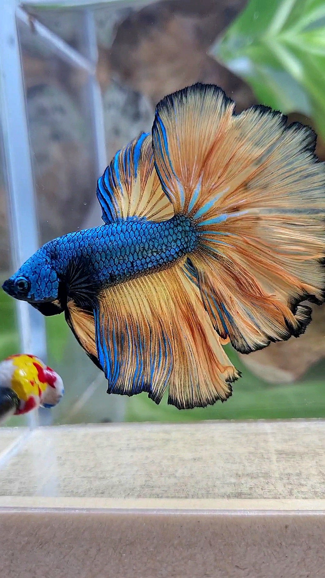 HALFMOON OVER ROSETAIL BLUE DRAGON YELLOW MUSTARD GAS BETTA FISH