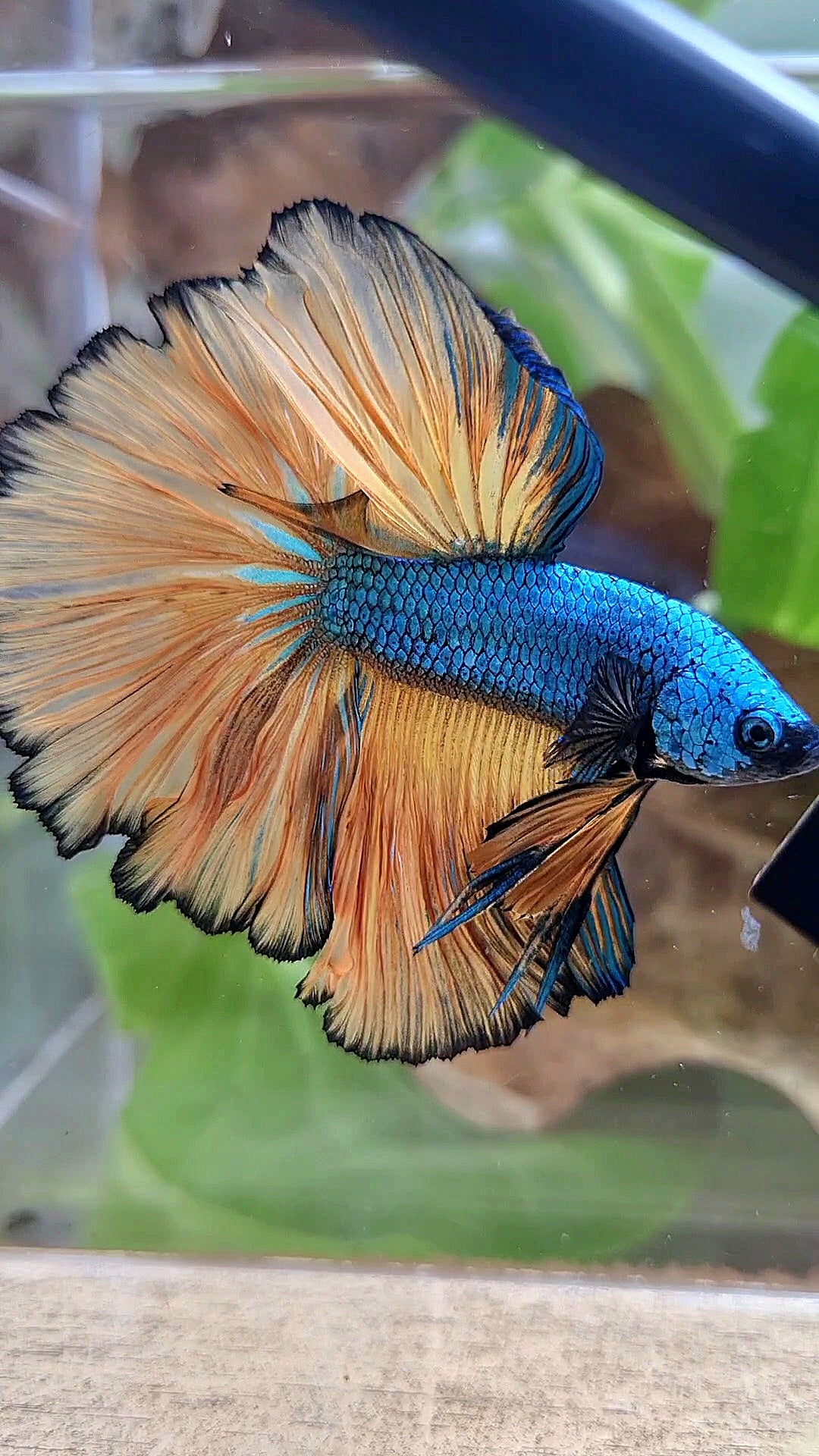 HALFMOON OVER ROSETAIL BLUE DRAGON YELLOW MUSTARD GAS BETTA FISH