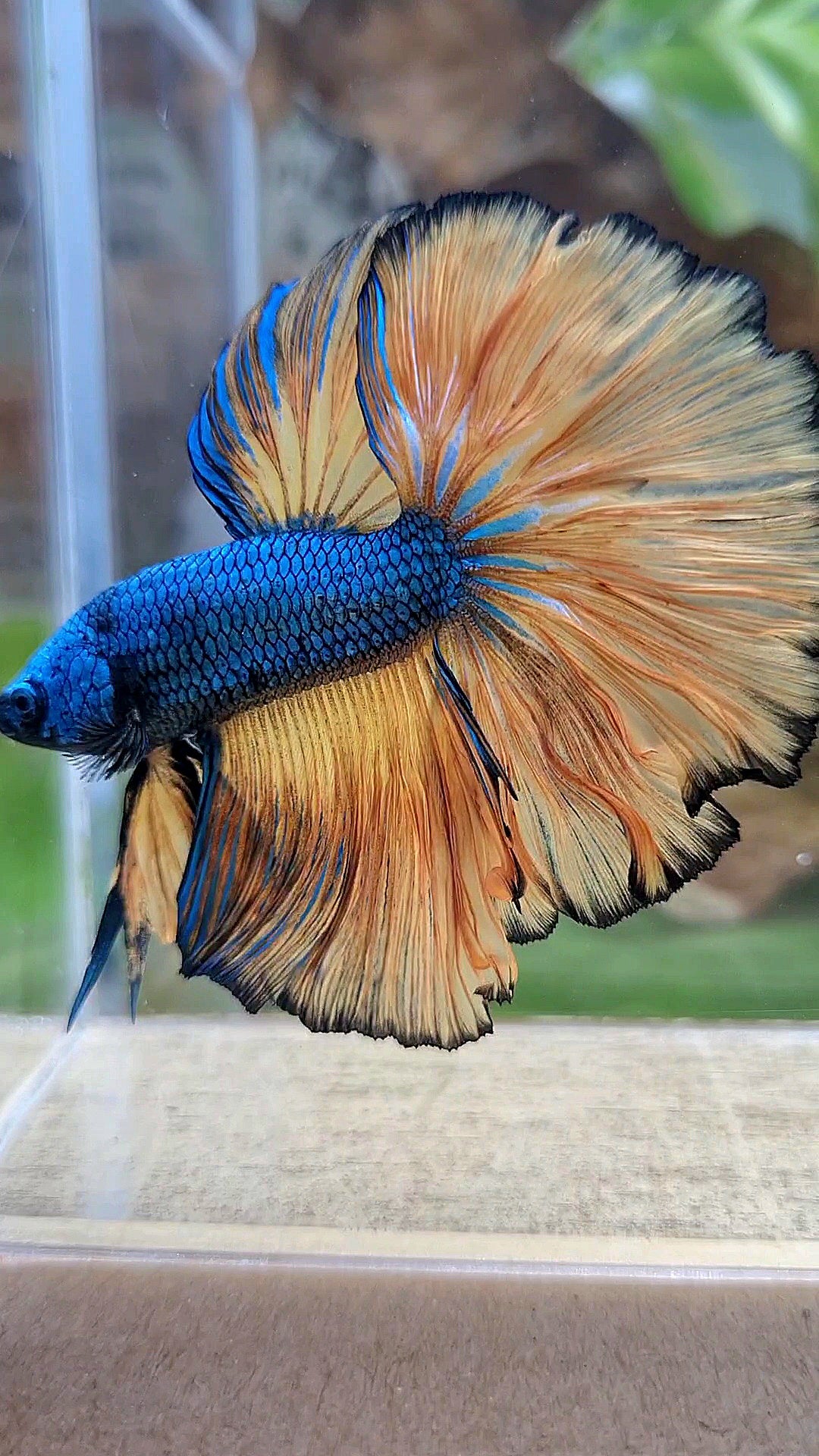 HALFMOON OVER ROSETAIL BLUE DRAGON YELLOW MUSTARD GAS BETTA FISH