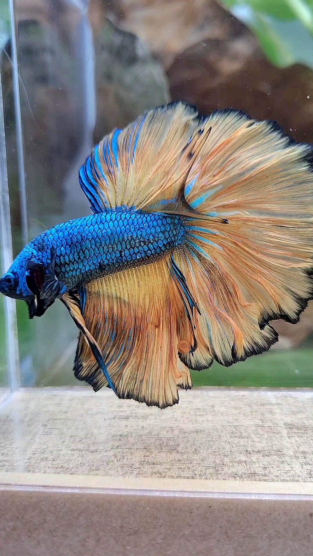 HALFMOON OVER ROSETAIL BLUE DRAGON YELLOW MUSTARD GAS BETTA FISH