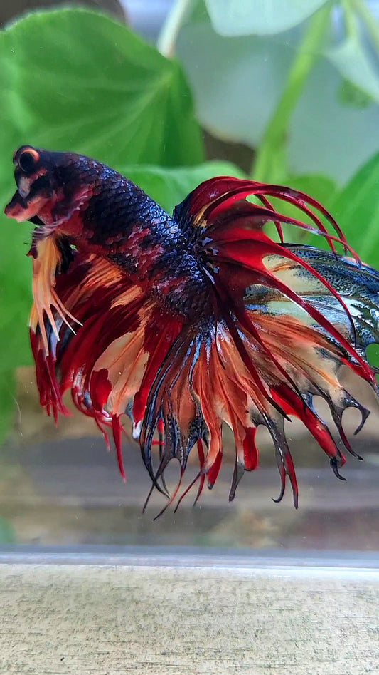 CROWNTAIL DARK FIRE MULTICOLOR BETTA FISH