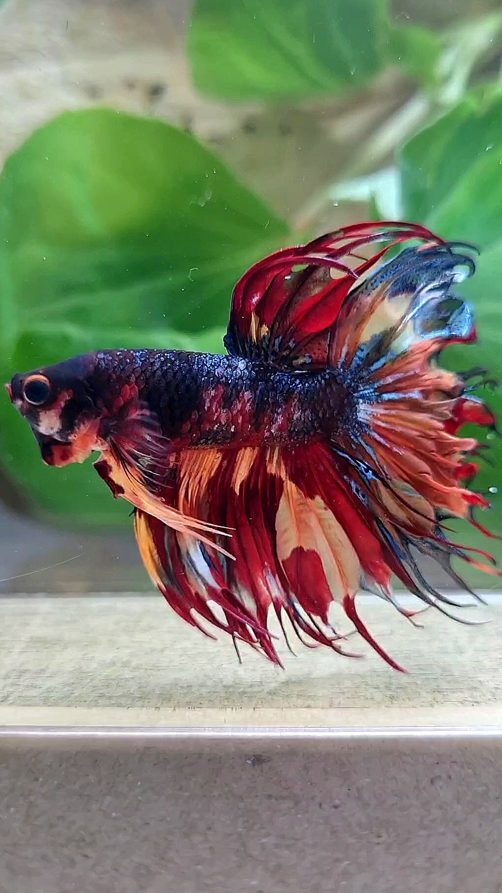 CROWNTAIL DARK FIRE MULTICOLOR BETTA FISH
