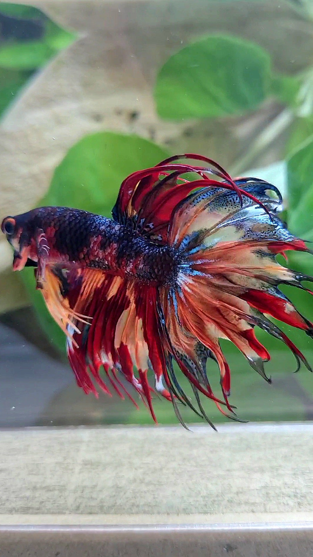 CROWNTAIL DARK FIRE MULTICOLOR BETTA FISH