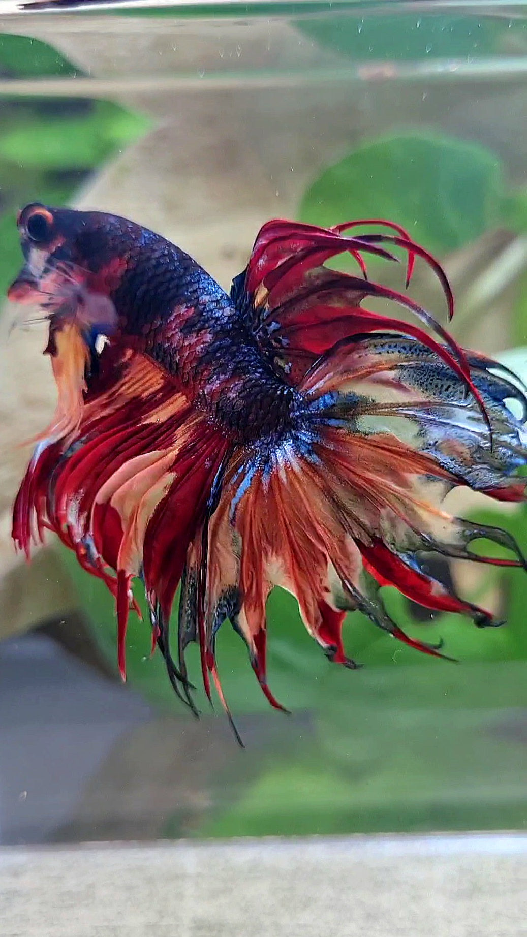 CROWNTAIL DARK FIRE MULTICOLOR BETTA FISH