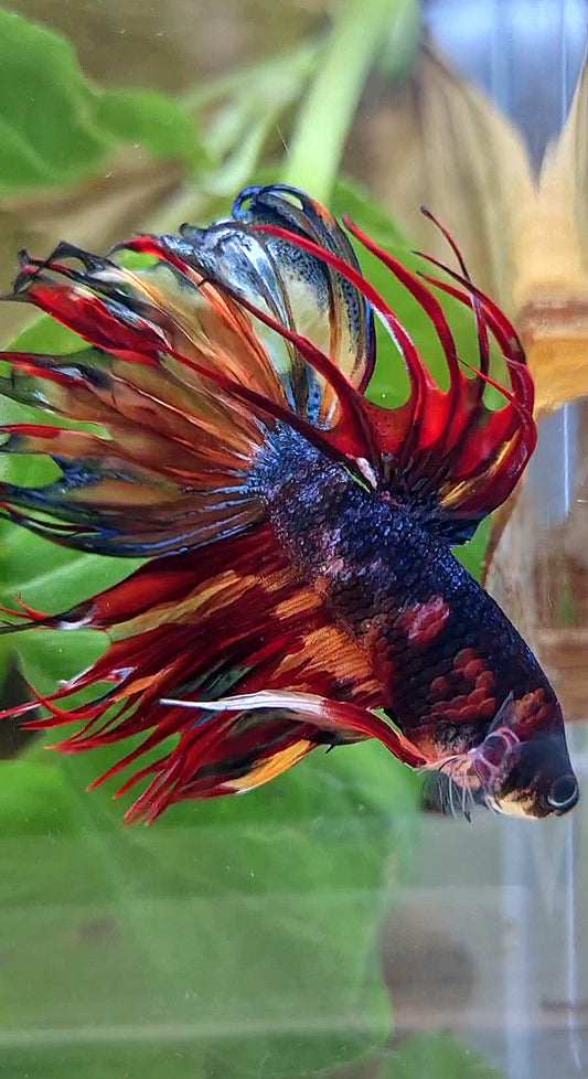 CROWNTAIL DARK FIRE MULTICOLOR BETTA FISH